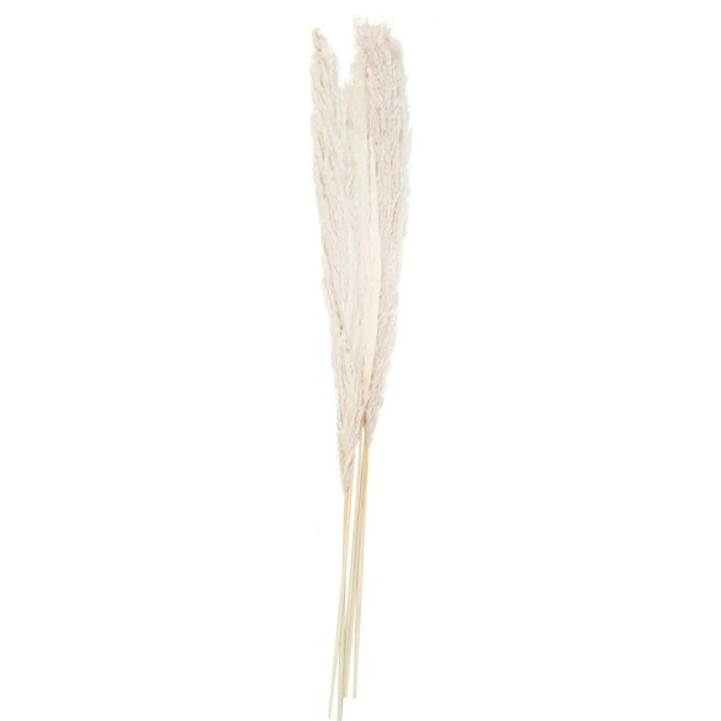 A Touch Of Pampas Bleached Pampas Grass (5Pk)