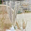 A Touch Of Pampas Natural Pampas Grass (5Pk)