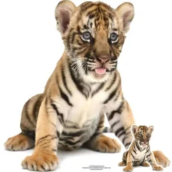 Bengal Tiger Cub Cardboard Cutout - 73Cm X 73Cm