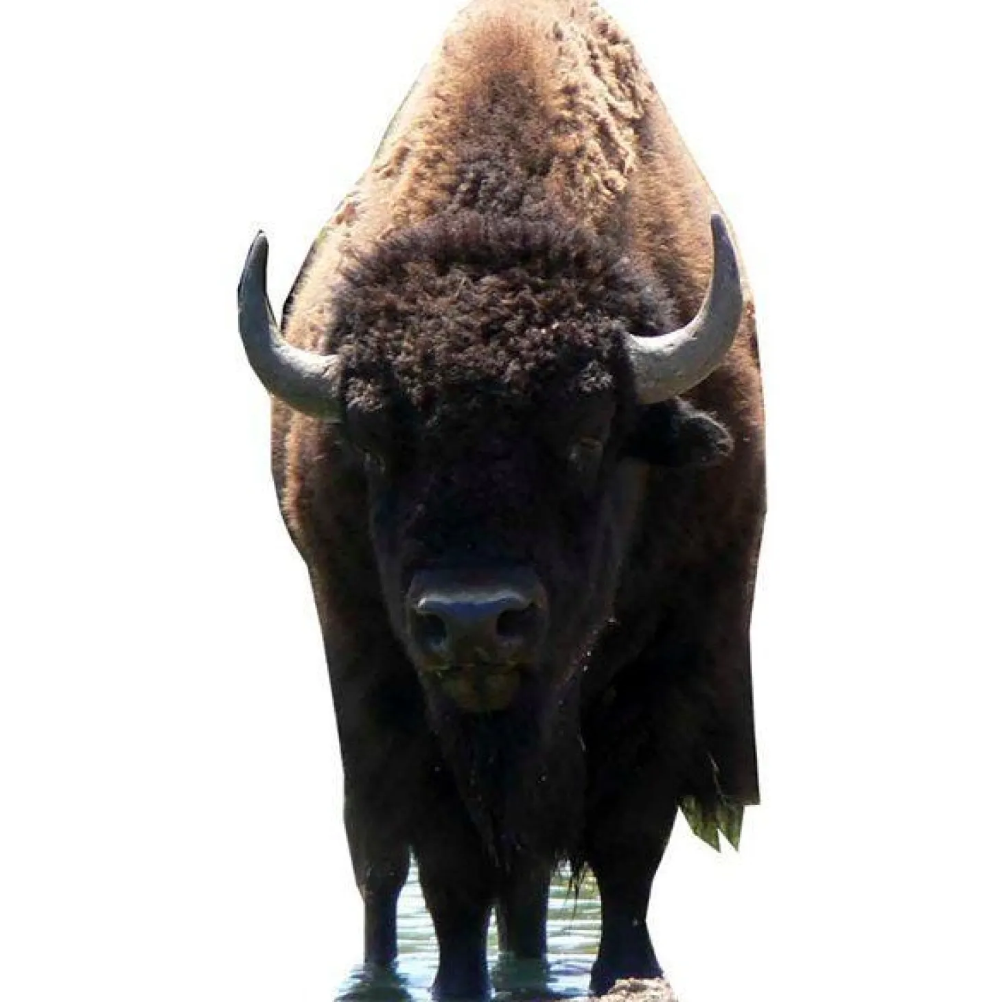 Bison (Buffalo) Cardboard Cutout - 180Cm X 90Cm