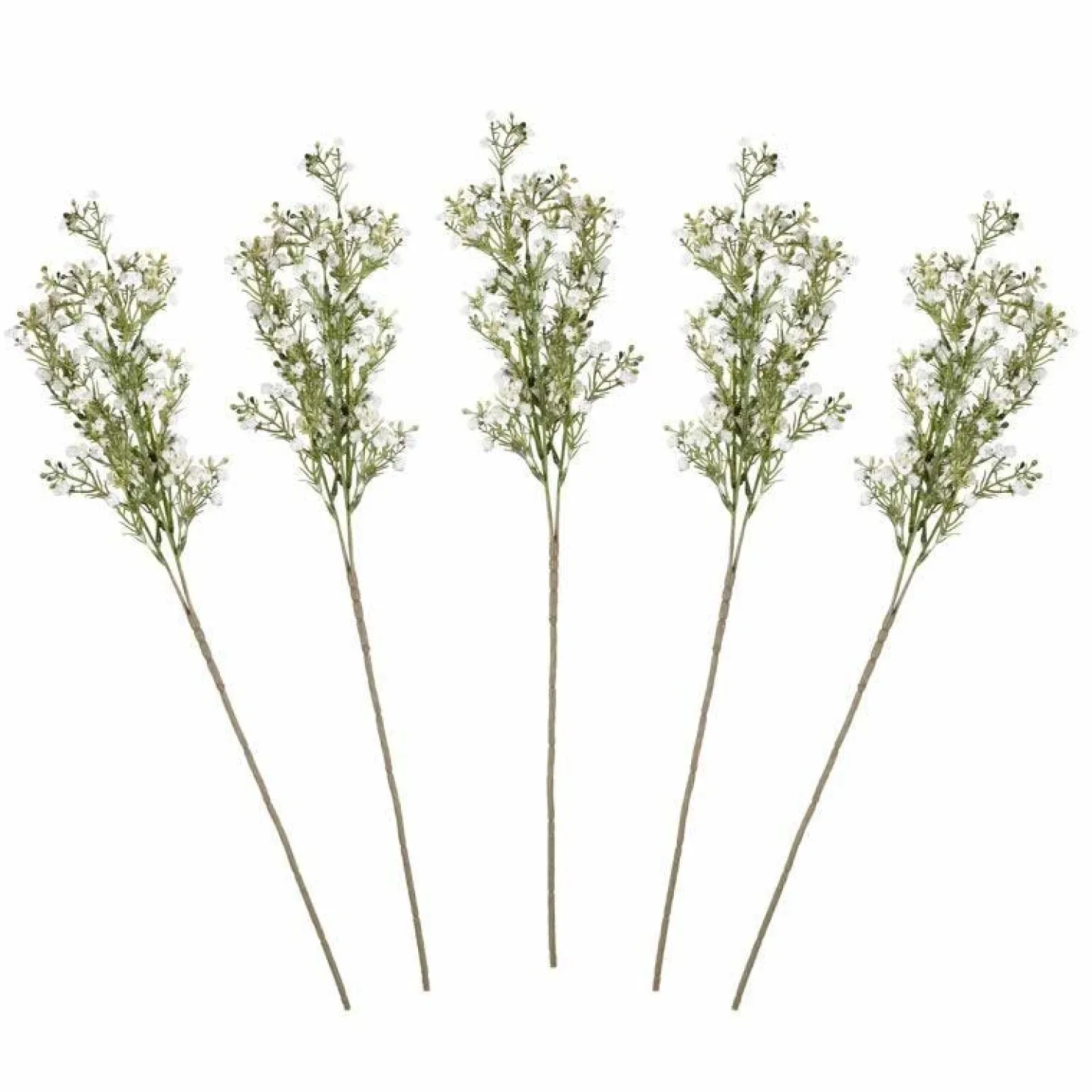 Gypsophilia Foliage Stems (5Pk)
