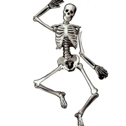 Jointed Card Skeleton - 1.2M