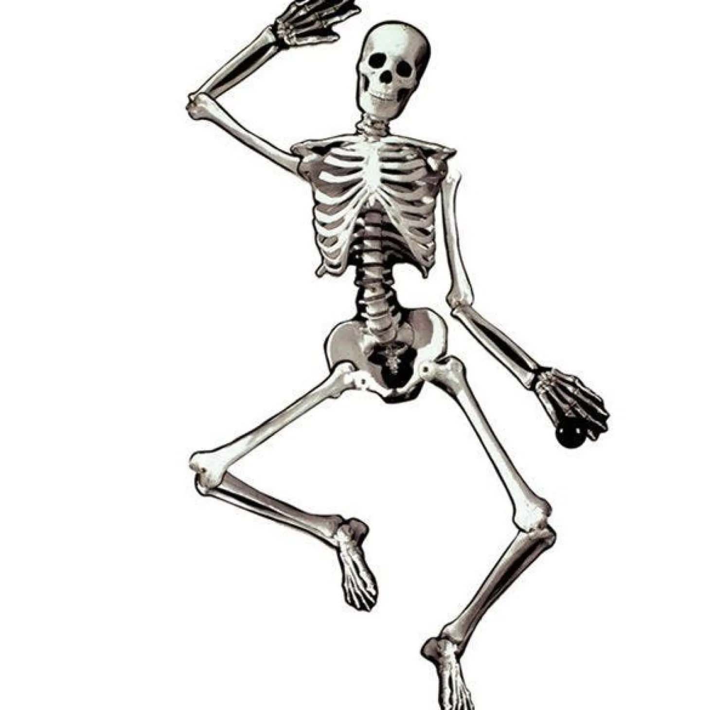 Jointed Card Skeleton - 1.2M