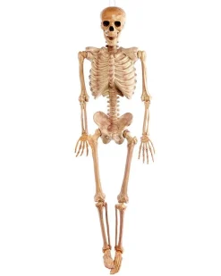Realistic Skeleton - 1.5M Halloween Prop
