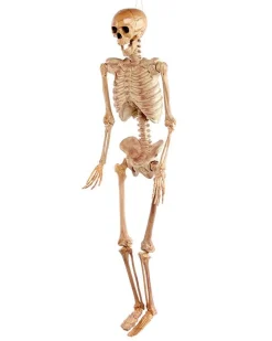 Realistic Skeleton - 1.5M Halloween Prop