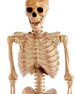 Realistic Skeleton - 1.5M Halloween Prop