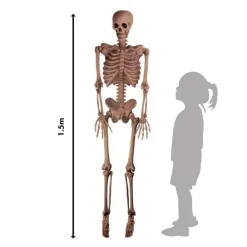 Realistic Skeleton - 1.5M Halloween Prop