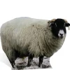 Sheep Cardboard Cutout - 63Cm X 89Cm