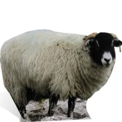 Sheep Cardboard Cutout - 63Cm X 89Cm