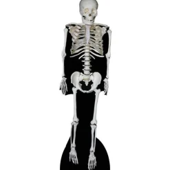 Skeleton Cardboard Cutout - 189Cm X 57Cm