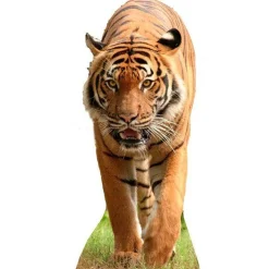 Tiger Cardboard Cutout - 130Cm X 56Cm